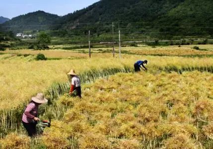 秸稈禁燒季 | 禁止一切露天焚燒秸稈行為！附縣政府禁燒通告、鎮(zhèn)政府倡議書