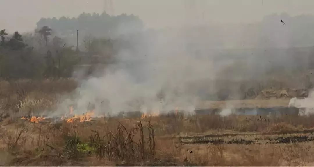 夏收芒種，禁燒秸稈，保衛(wèi)碧水藍(lán)天！